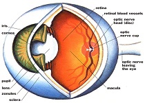 Những yếu tố có liên quan đến bệnh Glaucoma